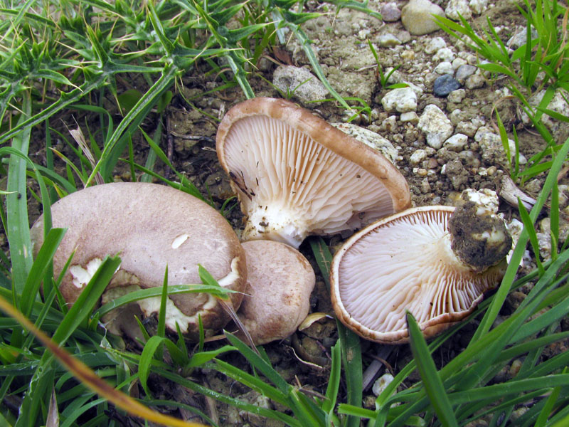 Pleurotus eryngii var_eryngii